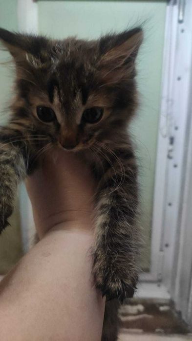 Отдам котят бесплатно