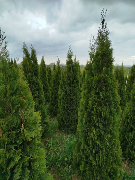 Продам туй смарагд хорошего качества