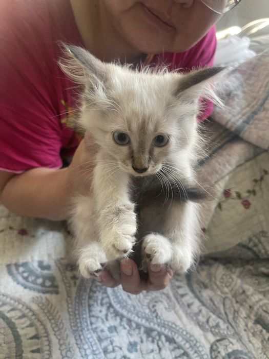 Отдаем котят в добрые руки