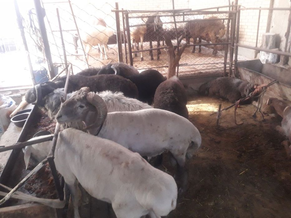 кучкорлар сотилади