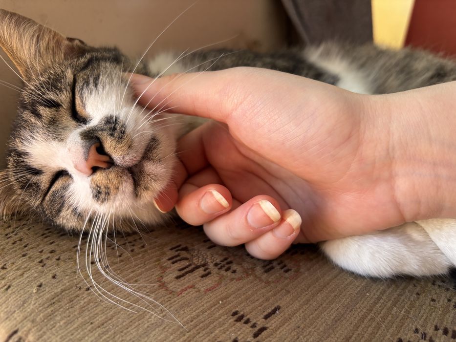 Motan blând și afectuos (Gratuit / Adopție)