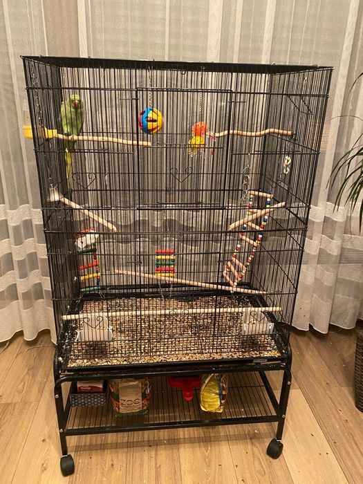 Vând papagal Micul Alexandru + accesorii (colivie, stand, jucării)