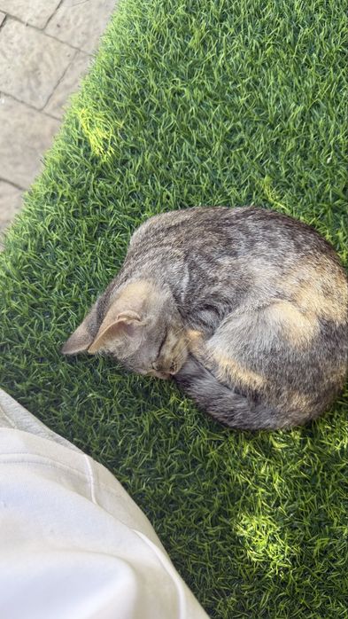 Котенок ищет добрые руки