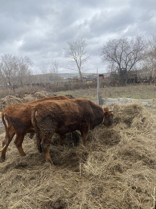 Карова с телёнкой и бычок