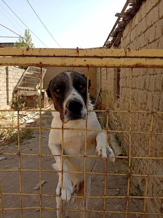 Boribosar yoshi 3 yosh