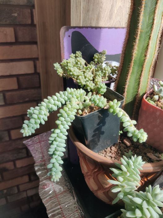 Суккуленты седумы