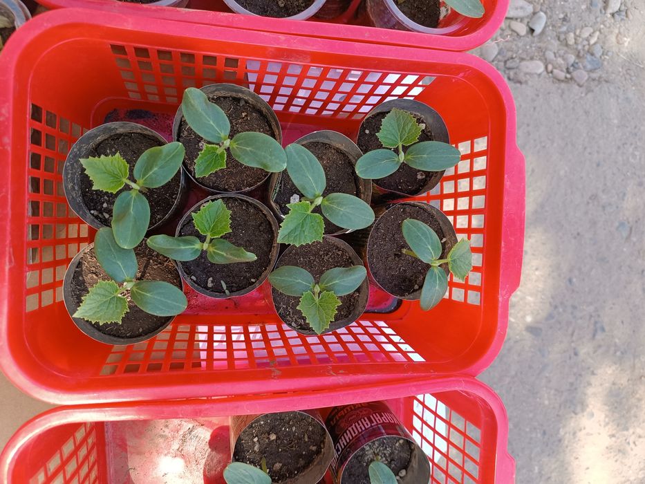 Продам рассаду огурцов