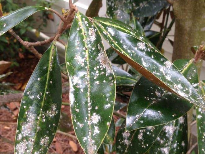 Услуги Садовника Богбон хизмати. Фумигация обработка деревьев.