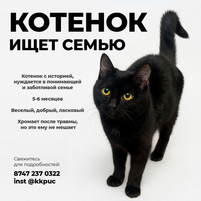 Котенок кот котик