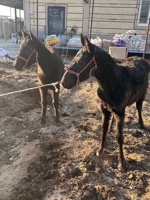 жабағы,жылқы сатылады