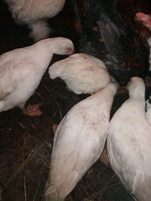 Продам индоуток молодых