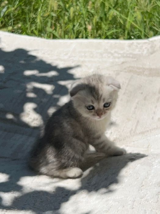 Шотландский вислоухий