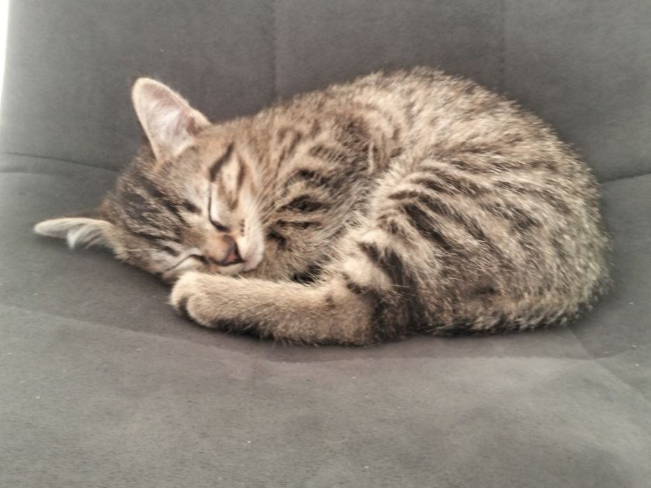 котёнок мальчика