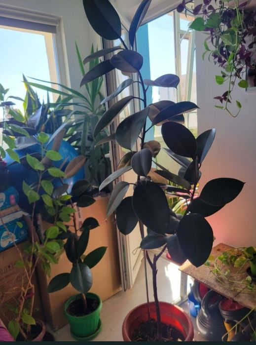 Vand ficusi plante mari