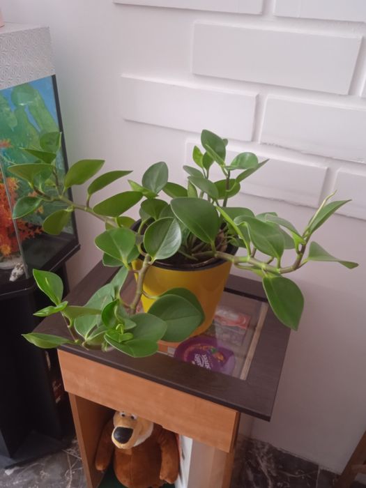 Продаётся комнатный, офисный цветок