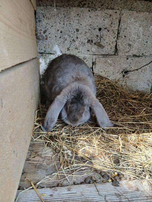 Vând mascul Berbec German!