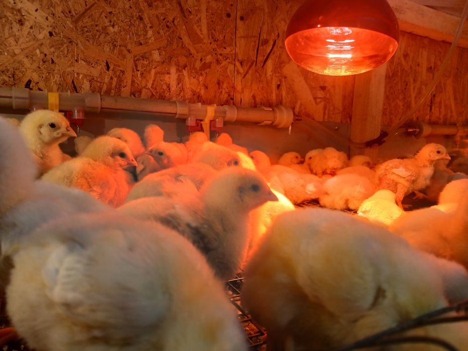 Бройлеры 5ти дневные