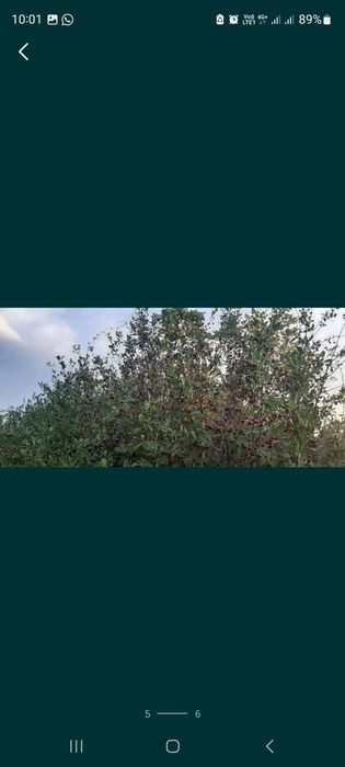 Дача в до Алма (Строитель)