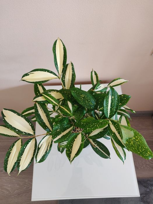 Драцена ( комнатное растение)