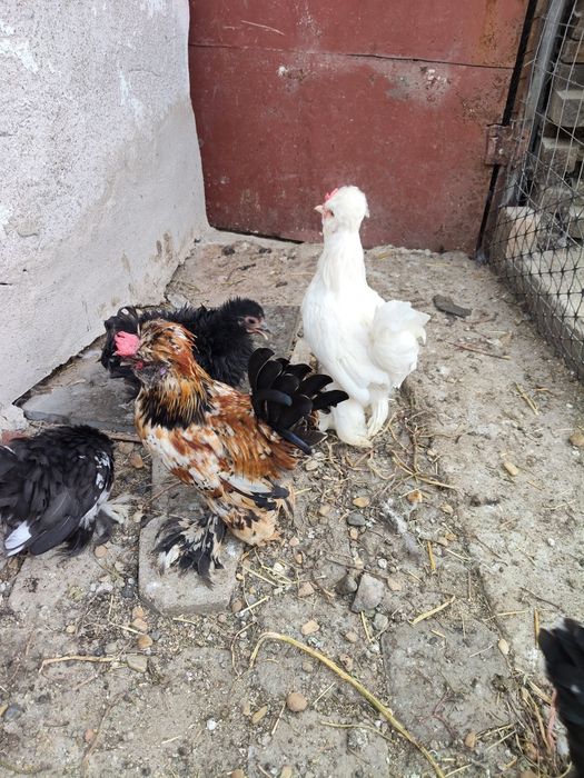 Cocosei pitici cochinchina si moțați strumki
