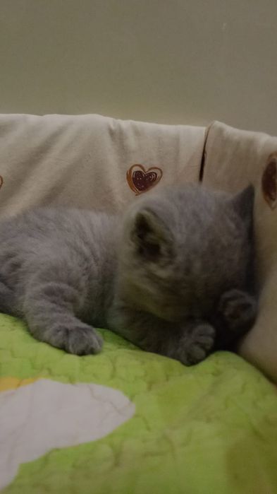 Продам котёнка девочку