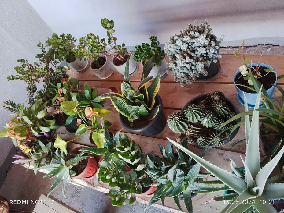 Продам домашние цветы