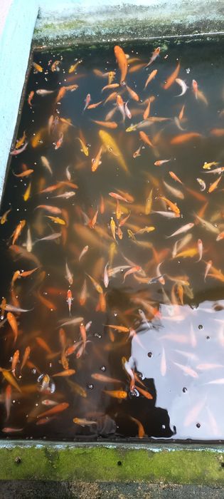 Продавам малки рибки Кои.