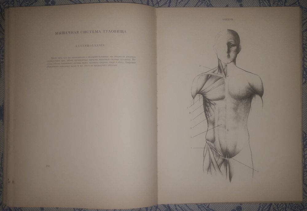 1) Йене Барчаи: анатомия для художников. 2) Пластическая анатомия т.2.