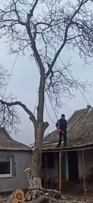 tund iarba/gazon tund gard viu/taiere copaci curatenie outdoor