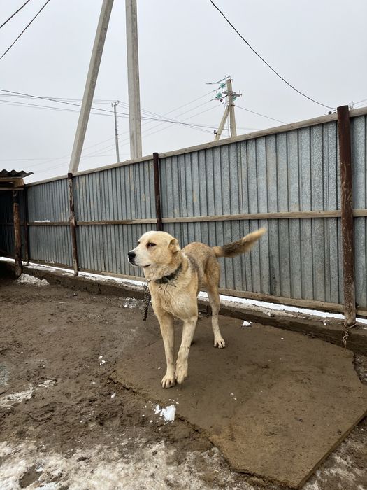 Алабай ит 1 жас 3 ай