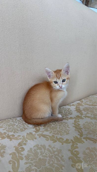 shinshilla mushuk yaxwi qollaga beramz