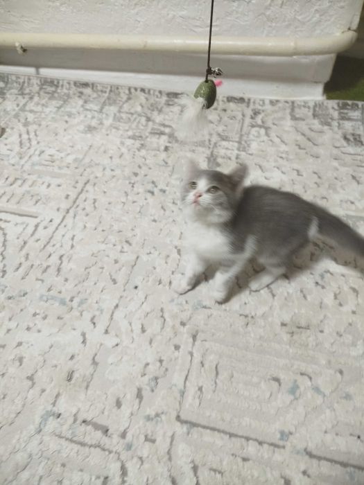 Котёнок девачка милашка