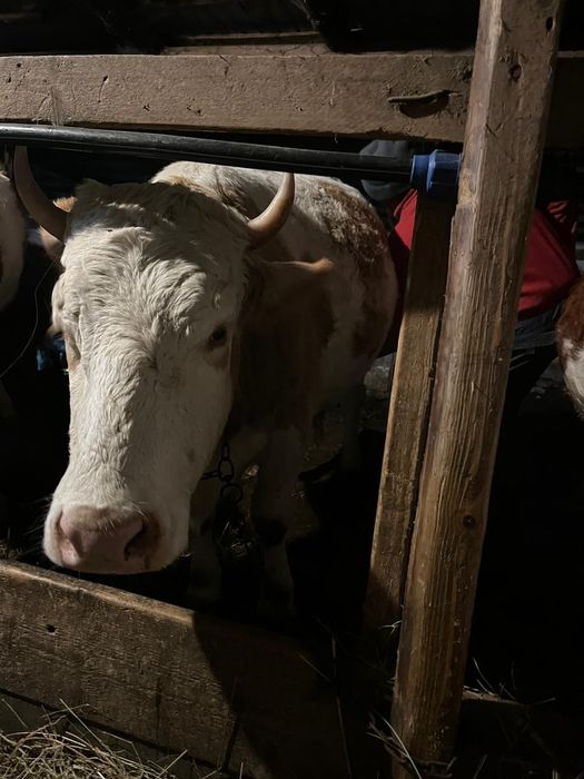 Vând vaci bălțate