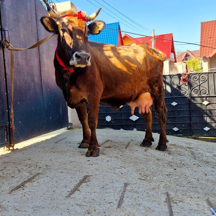 Vand vaca cu tauras angus