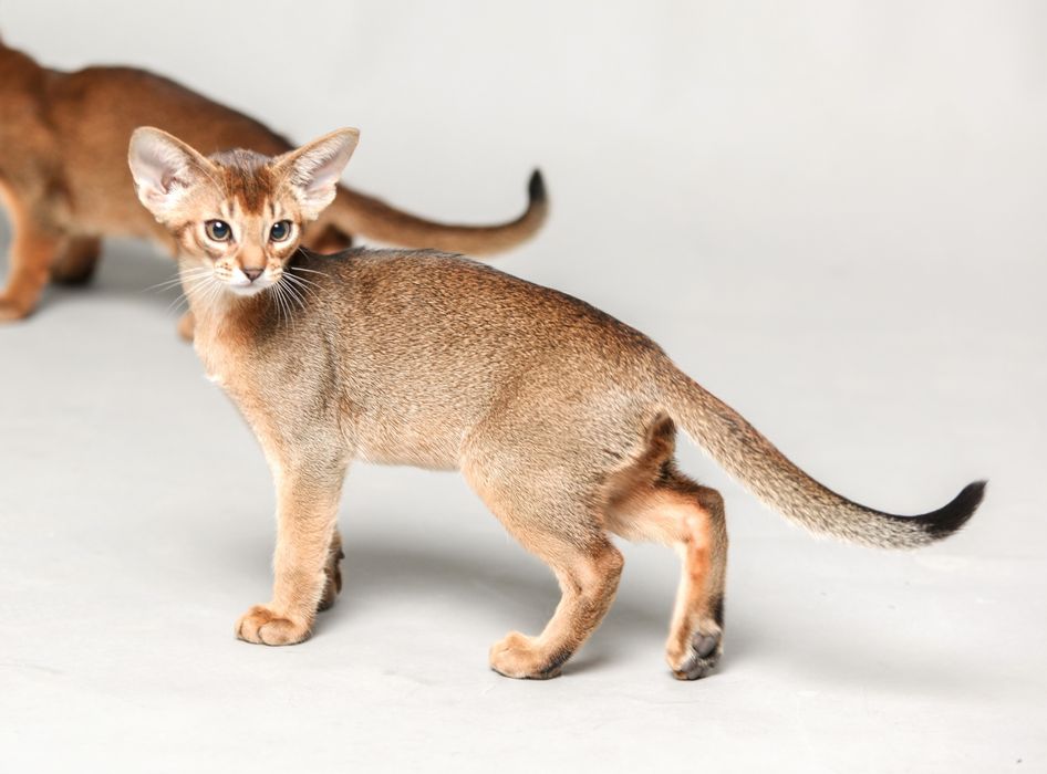 Абиссинские котята