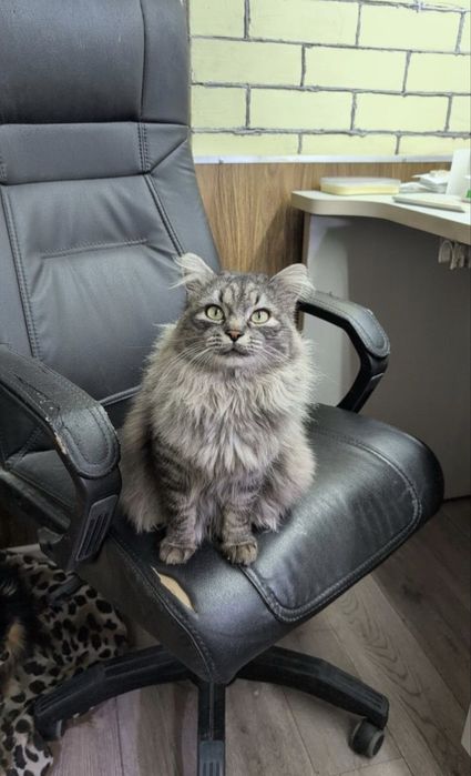 Пропал кот! Просим вернуть за вознаграждение!