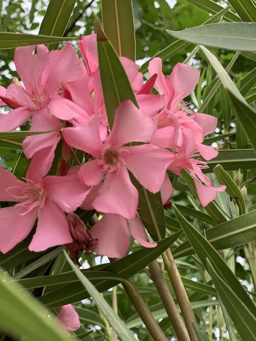 Aleandra 4yillik xushboʻy hidli gullar