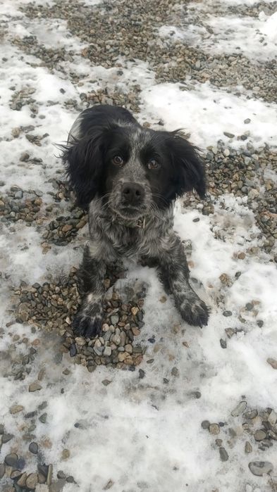 Русский спаниель