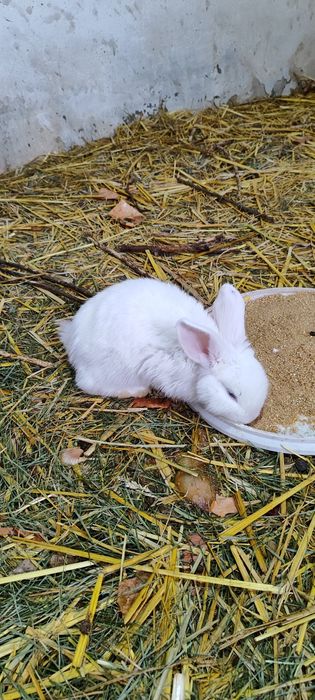 Декоративный кролики