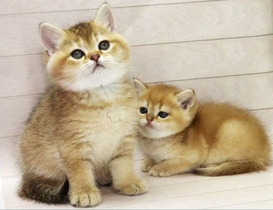 Британские коТята