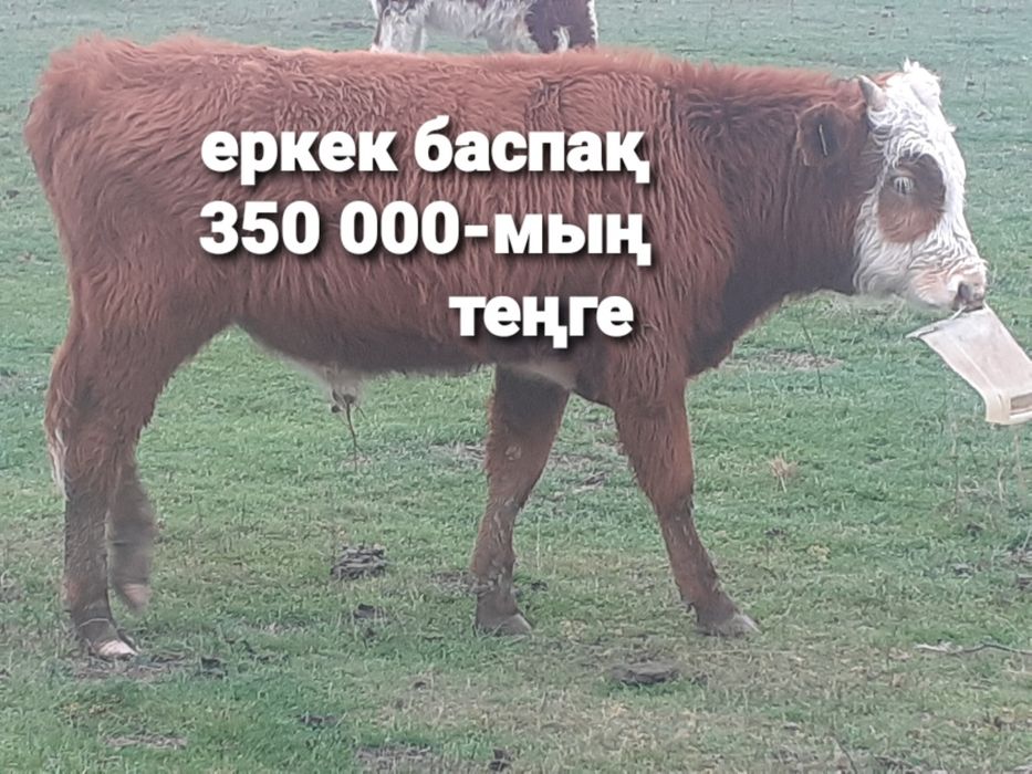 12-бас бар саттық бір бұзаумен қосқанда