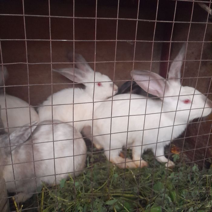 Кролики фландер 3месяца
