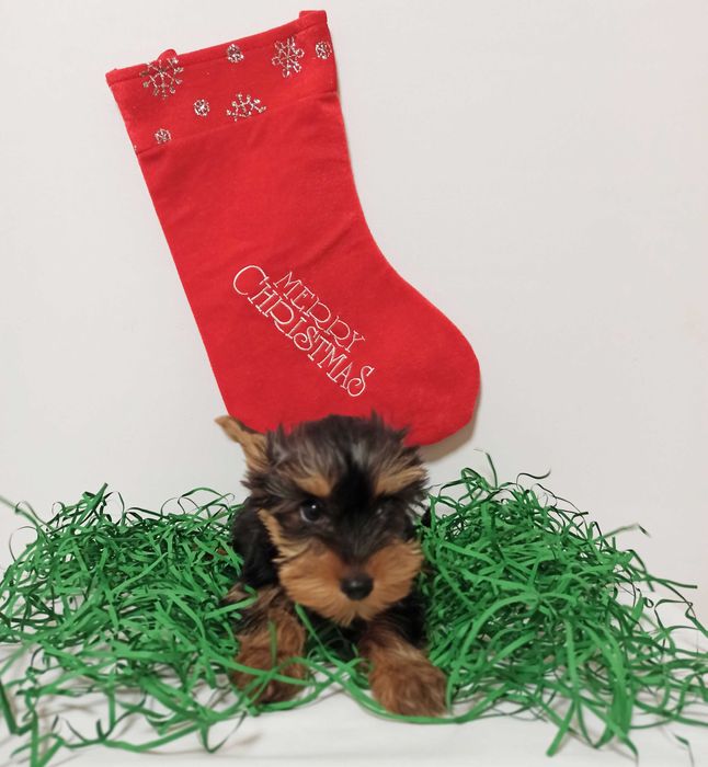 Fetita Yorkshire Terrier