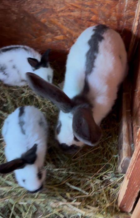 Iepuri fluture german