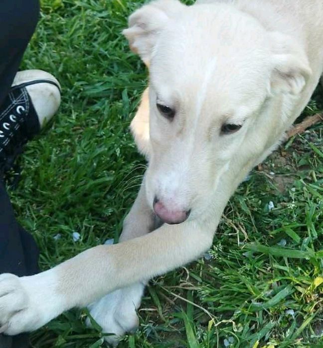 ПОДАРЯВАМ СПЕШНО ГОНЧЕТА ТЪРСЯТ ДОМ !!! – 5 малки бебета пазачи.