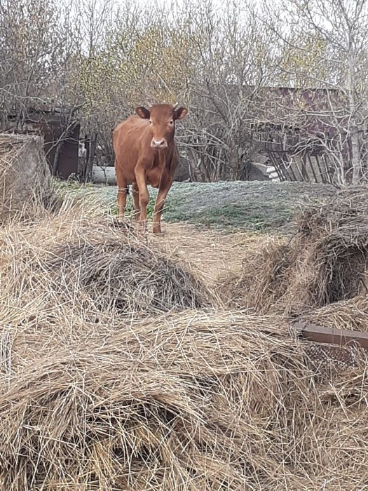 Продам двух телок
