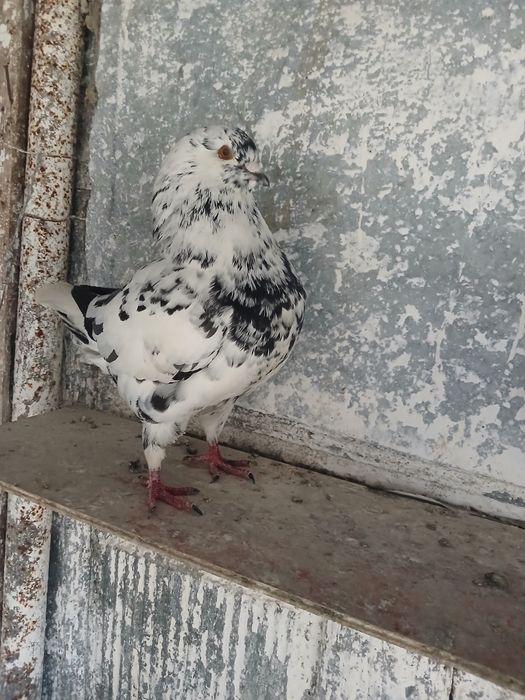 Porumbei kingi scurti pestriti
