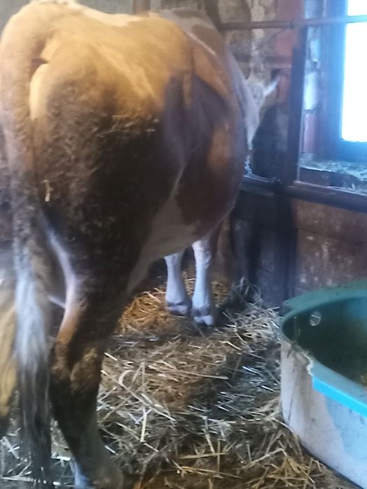 De vânzare vacă și vitea