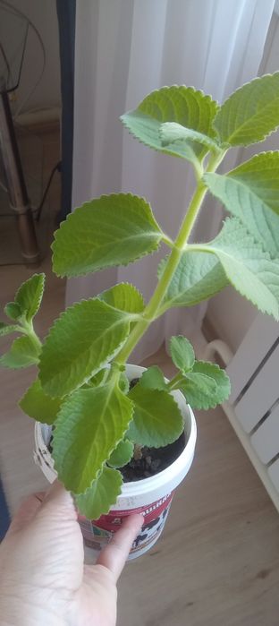 Продам комнатные цветы