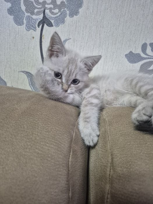 Отдам котёнка девочку